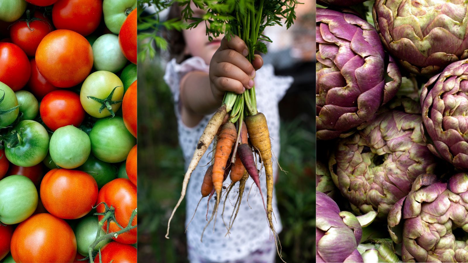 a collage of 3 pictures. picture 1 green and red tomatoes. picture 2 a child holding carrots in the garden and picture 3 purple artichokes.
